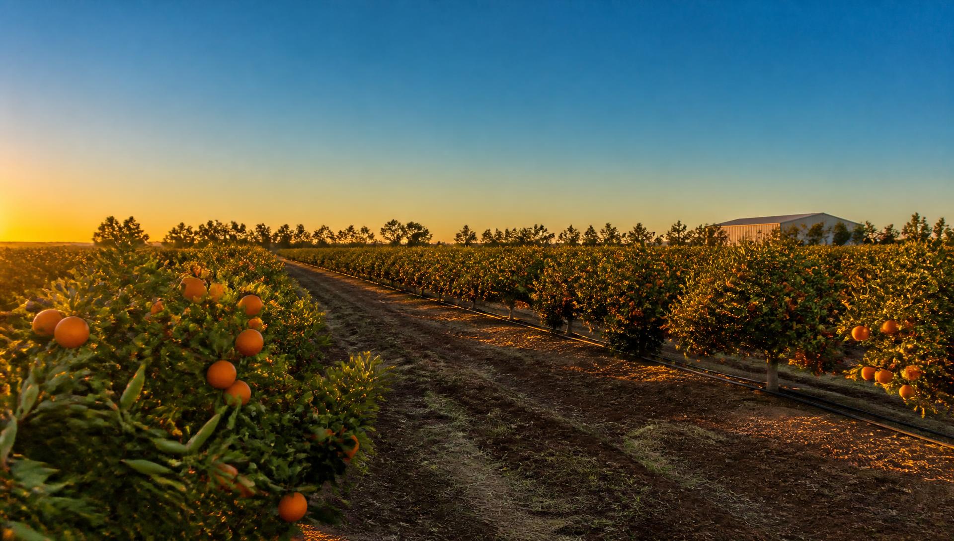 Rows of citrus trees in a Sunraysia orchard at golden hour